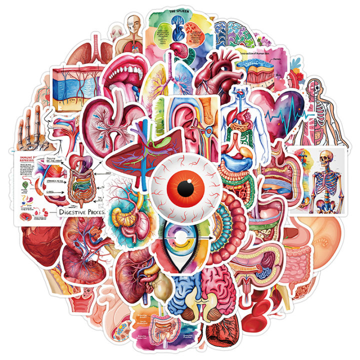 50PCS Human Body Organ Stickers Human Anatomy Sticker Body Part ...
