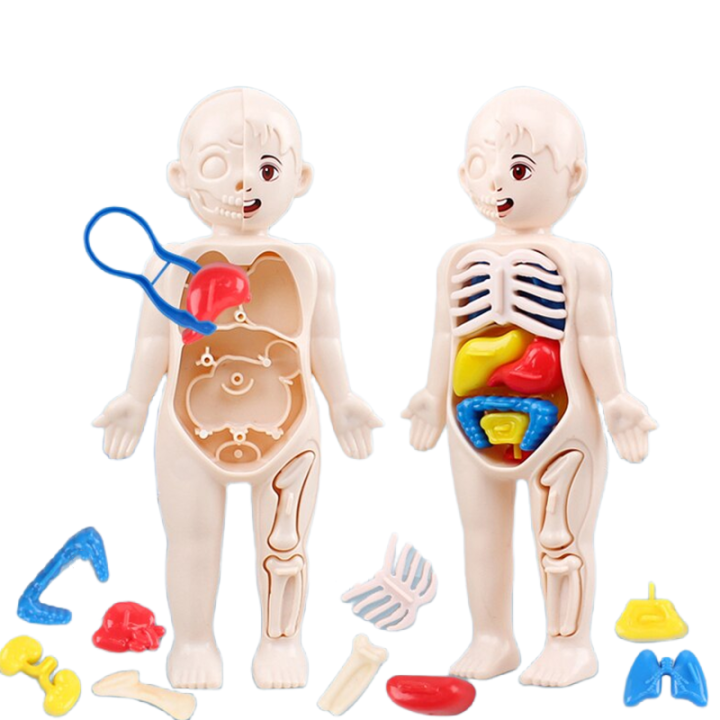 Kid Montessori 3D Puzzle Human Body Anatomy Model Educational Learning ...