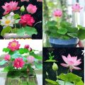 100% Guaranty global best quality (পদ্মফুল)water lily(Lotus) Bonsai seeds -5pcs.