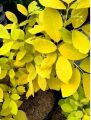 30 Golden Legium (plant Dendrobium), 

yellow Karada seeds. 