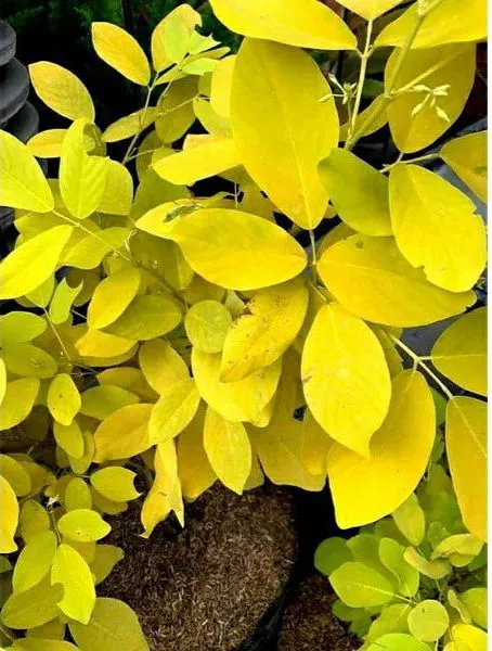 30%20Golden%20Legium%20(plant%20Dendrobium),%C2%A0%0A%0Ayellow%20Karada%20seeds%20-%20Image%203