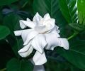 Gardenia plant/ flower plant/ live plant/ Outdoor plant/ rose flower plant. 