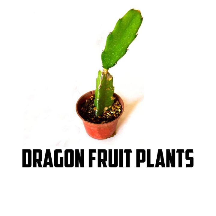 Original%20Dragon%20Fruit%20Seeds%20Fresh%20Seeds%20pack%20of%2010%20Dragon%20seeds%20-%20Image%208