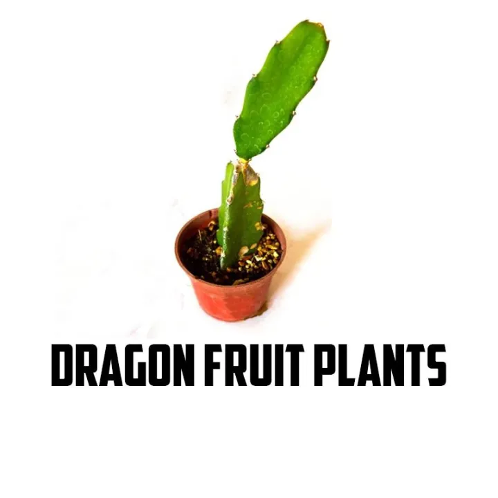 Original%20Dragon%20Fruit%20Seeds%20Fresh%20Seeds%20pack%20of%2010%20Dragon%20seeds%20-%20Image%208