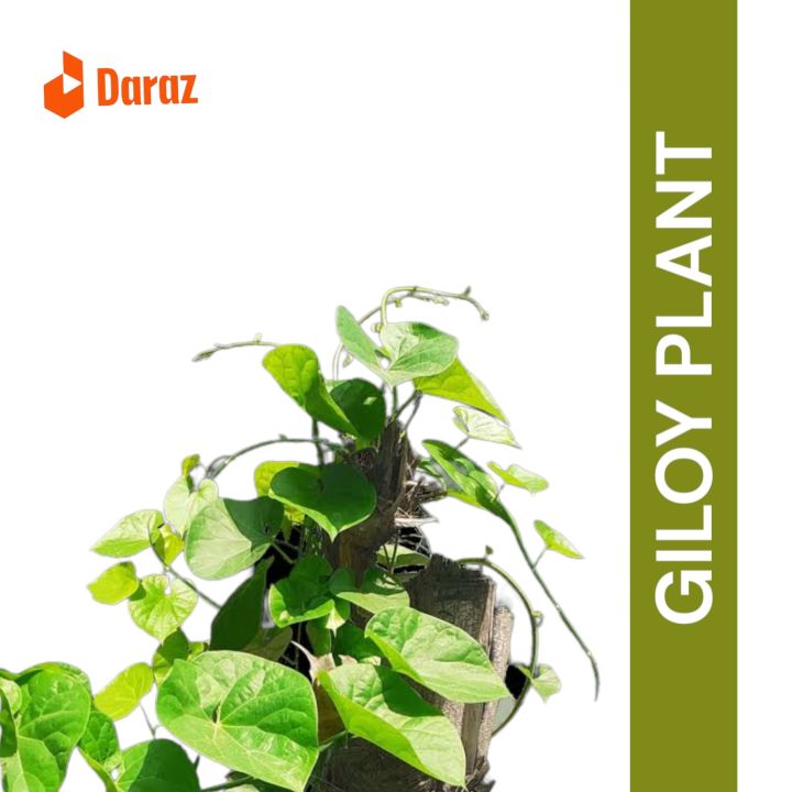 Giloy%20live%20Plants%20are%20beautiful%20leaves%20bell%20plants%2015%20inches%20bell%20plants%20with%20leaves%20-%20Image%205