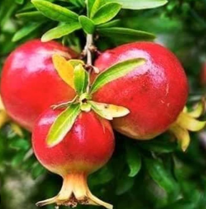 Ganesh%20Anar%20tree%20Fruit%20trees%20are%20very%20useful%20for%20the%20human%20body%20-%20Image%205