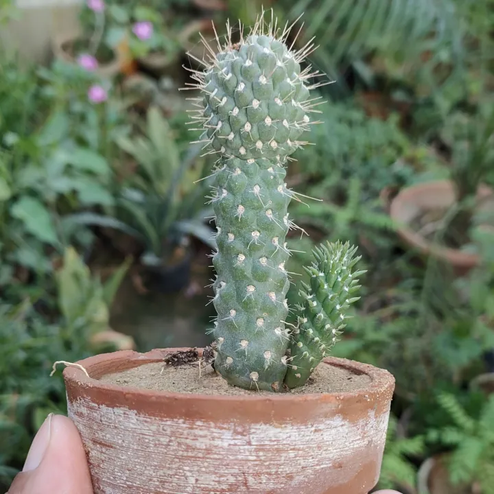 Plants%20Small%20Live%20Plants%20-%20Image%205