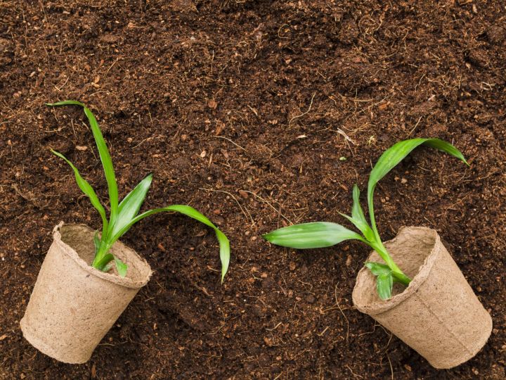 Cocopeat%20Natural%20fertilizer%20for%20germination%20and%20gardening%20use%20500gm%20-%20Image%204