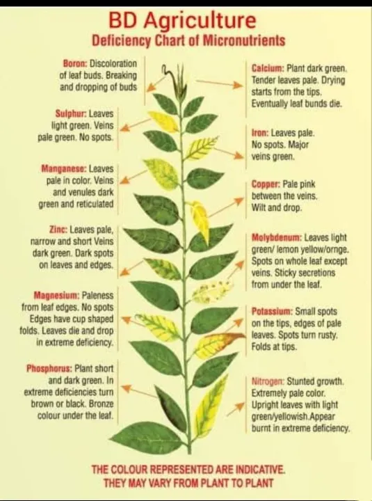 Mobomin%20Plant%20Nutrient%20Micronutrient%20Fertilizer%20100%20gm%20Intact%20Packet%20-%20Image%205