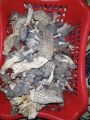 Morel Mushroom, Gucchi, Mushroom 100grams. 