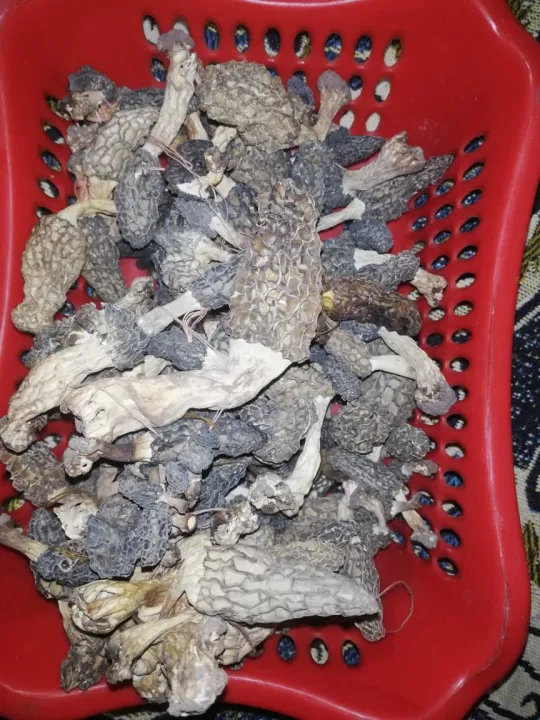 Morel%20Mushroom,%20Gucchi,%20Mushroom%20100grams%20-%20Image%203