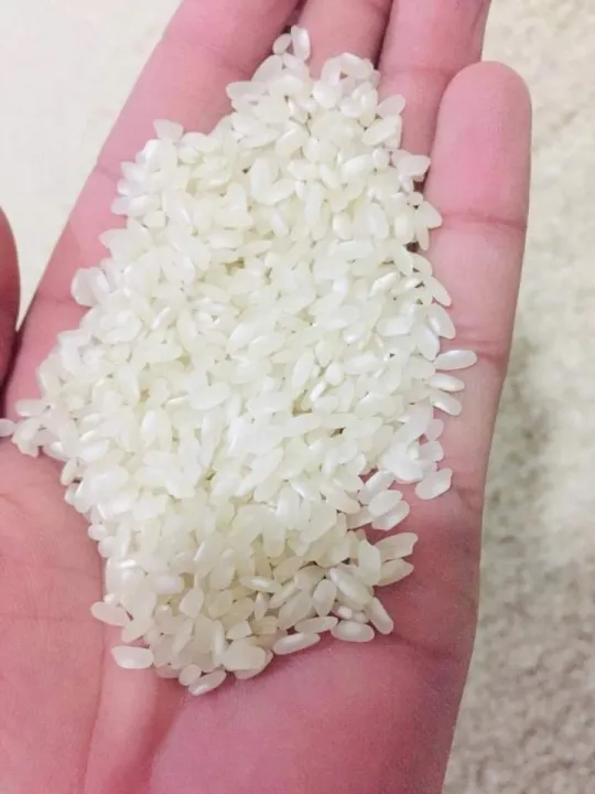 Swat Famous Begami Rice (Motta chwal) (5kg) | Daraz.pk