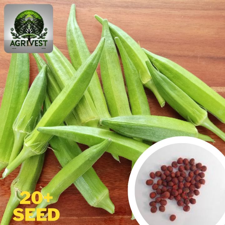 Hybrid okra / vhendi seed -20pis