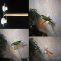 Parrot Pet Raw Standing Stick Wood Hanging Stand Rack Toy Sticksstand Parakeet Branch Perches For Bird Cage Bar Pet Supplies.
