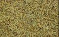 INDIA WELCOME SPICES JEERA →NET Weight ( 500gm × 500gm =1 Kg ) indian 1 number fresh jeera →100%. 