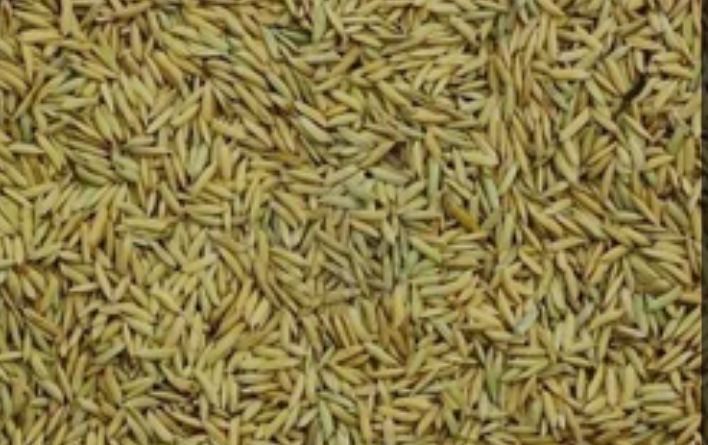 INDIA%20WELCOME%20SPICES%20JEERA%20%E2%86%92NET%20Weight%20(%20500gm%20%C3%97%20500gm%20=1%20Kg%20)%20indian%201%20number%20fresh%20jeera%20%E2%86%92100%25%20-%20Image%203