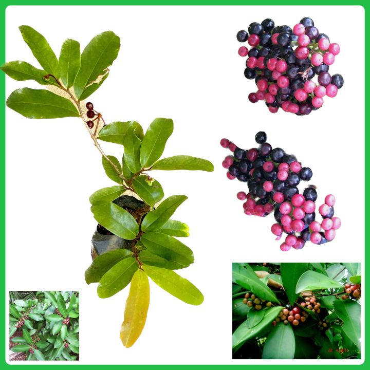 Balu dan plant shoebutton ardisia plant | Daraz.lk