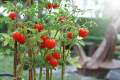 Red Cherry Tomato Authentic Seeds -20pcs.