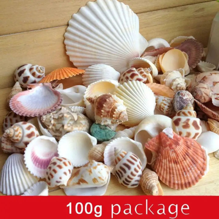 Conch Shell Set 100g/bag Mixed Sea Beach Conch Shells Crafts Seashells Mini Natural ...