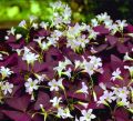 Cryptanthus plants package/4 in one(cryptanthus plants,sanserveira plant,caladium blaze pink,purple passion plant). 