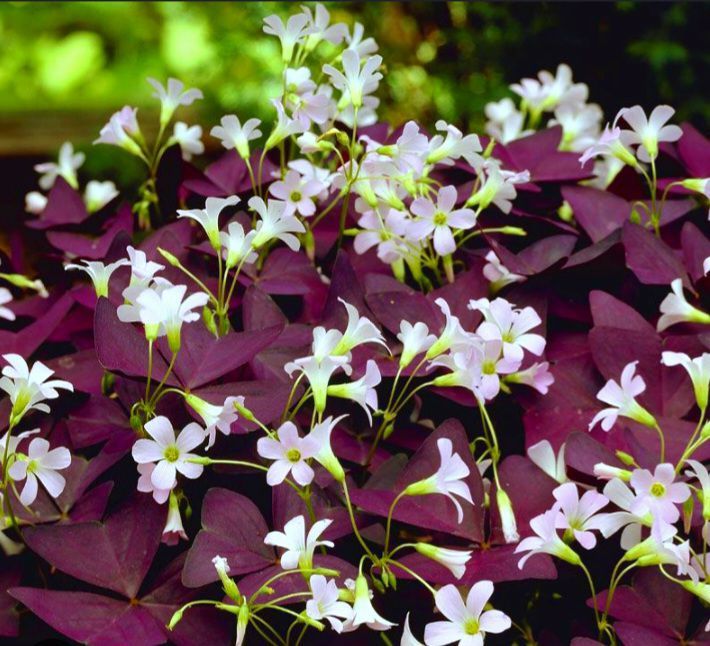 Cryptanthus%20plants%20package/4%20in%20one(cryptanthus%20plants,sanserveira%20plant,caladium%20blaze%20pink,purple%20passion%20plant)%20-%20Image%204