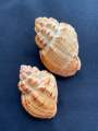 Natural lychee snail shell. 