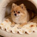 Pancake Flannel Throw Blanket Pet Plush Floor Mat Cute Round Warm Picnic Blanket Cozy Soft Mat Home Decoration Travel Accessory.