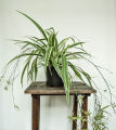 Spider plant ( Indoor plant ). 