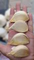 NARC G1 Garlic Dry Seed (200grams). 