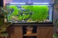 Hydrilla LOW TECH AQUATIC PLANT BUNCH OF 7 |

Aquarium Live Plants Online – Freshwater Aquarium Plants for Sale in Pakistan,. 