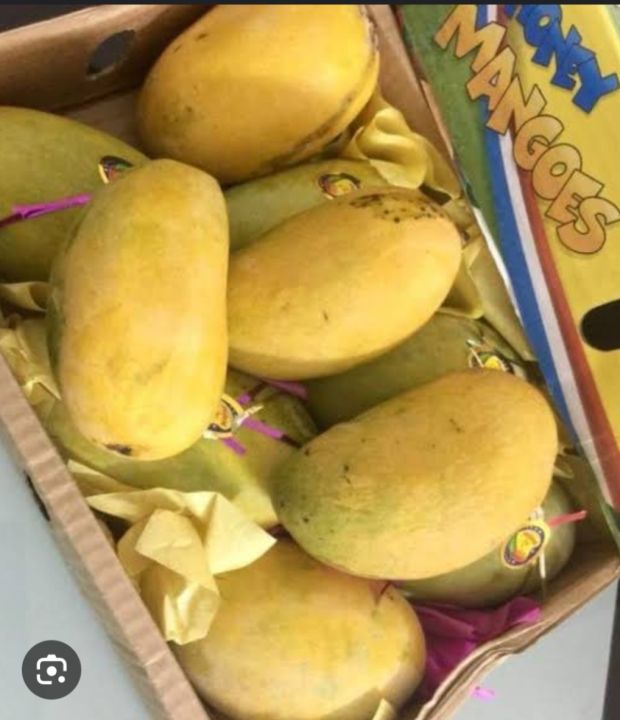 MULTANI WHITE CHUNSA MANGO  EXPORT QUALITY ( 9 -10 KG)