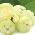Kaha jambu yellow rose apple layer plant. 