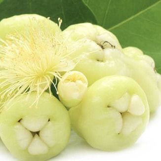 Kaha%20jambu%20yellow%20rose%20apple%20layer%20plant%20-%20Image%204
