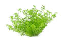 Aqua Plant World - Pearl Weed (Hemianthus Micranthemoides) - Live Aquatic Fast Growing Plant - 10 stems. 