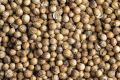 Sabut Dhaniya / Khushk Dhaniya / Dry Coriander/Coriander Seeds 100g. 