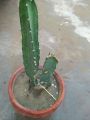 cactus live plant. 