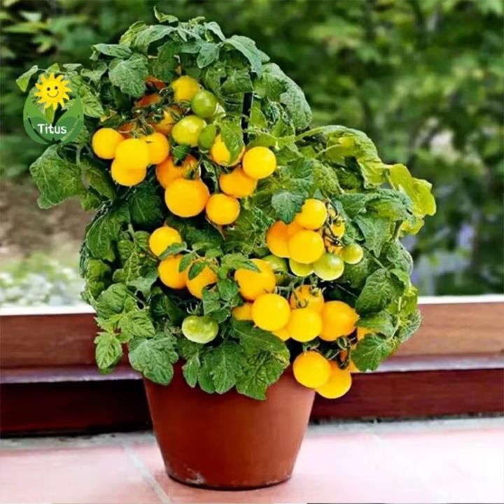 Thai%20Cherry%20Tomato%20Yellow%20-%2020%20PCS%20Seeds%20F1%20Hybrid%20-%20Image%204