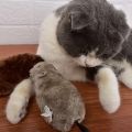 Pet Interactive Cat Toy Mouse Moving Automatic Cat Toys Mice With Spring Wheels For Kitten Indoor Outdoor Exercise Play. 