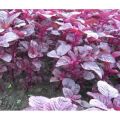 Deshi Lal Shak 1000 + pcs Seed.