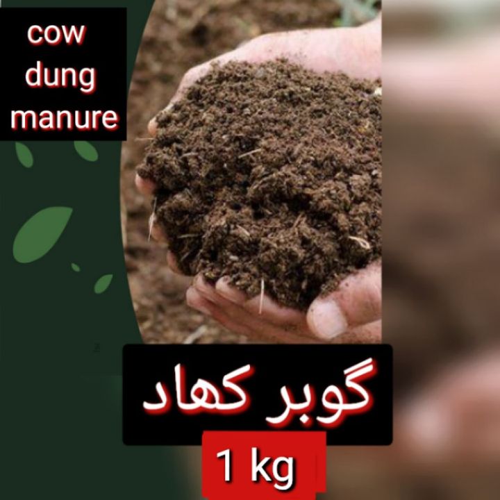 cow manure( gobar khaad)