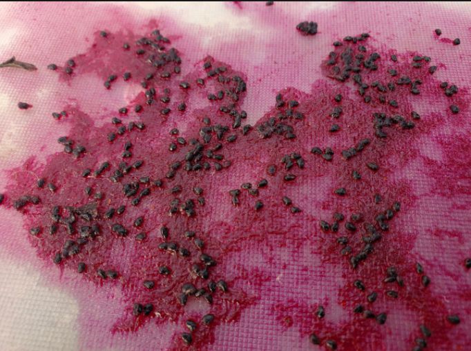 Original%20Dragon%20Fruit%20Seeds%20Fresh%20Seeds%20pack%20of%2010%20Dragon%20seeds%20-%20Image%202