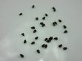 Fresh and original Dragon fruit seeds pack of 30 seeds. 