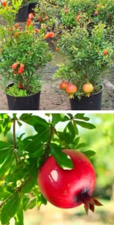 Ganesh%20Anar%20tree%20Fruit%20trees%20are%20very%20useful%20for%20the%20human%20body%20-%20Image%204