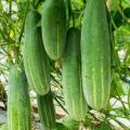 All Season Hybrid Cucumber Seeds 20 Piece - Shosa Seed- Vegetable Seed for garden.
