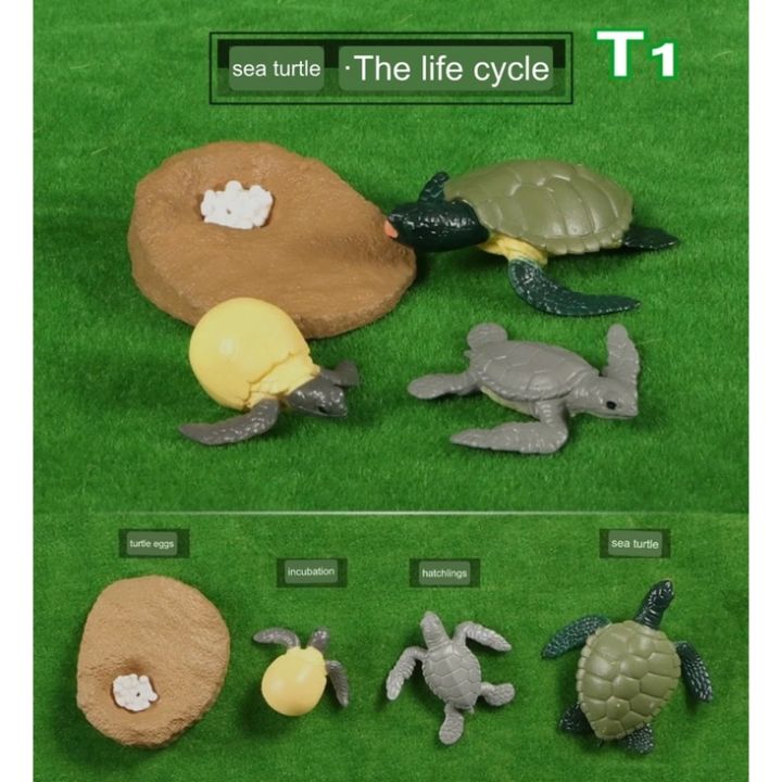 Model%20life%20cycle%20animal%20aquatic%20life%20cycle%20-%20Image%208