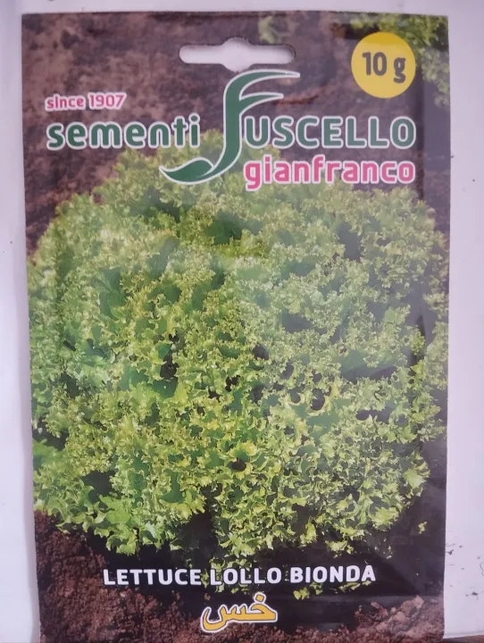 Lettuce High Yielding Leafy Vegetables Seed Lollo Bionda 10 Gm Weight ...