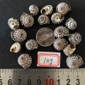 10g mini black line Tower conch shell Gao Yao Che Lun. 