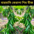 All Season Kerala Bean Seed বারমাসি কেরালা শিম এর বীজ.