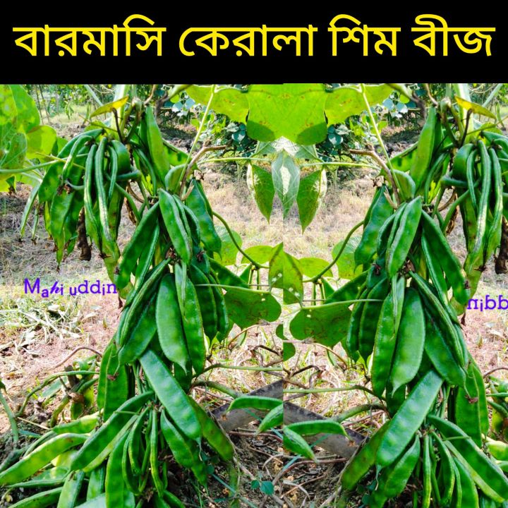 All Season Kerala Bean Seed বারমাসি কেরালা শিম এর বীজ