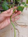 Money plant. 